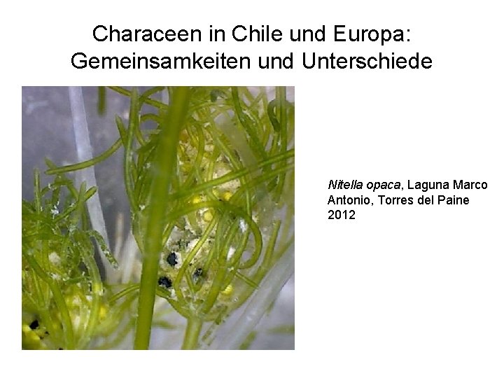 Characeen in Chile und Europa: Gemeinsamkeiten und Unterschiede Nitella opaca, Laguna Marco Antonio, Torres
