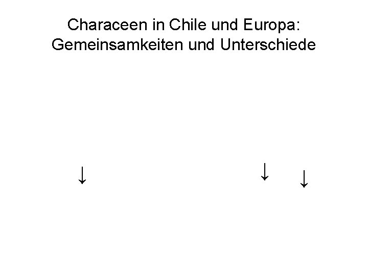 Characeen in Chile und Europa: Gemeinsamkeiten und Unterschiede ↓ ↓ ↓ 
