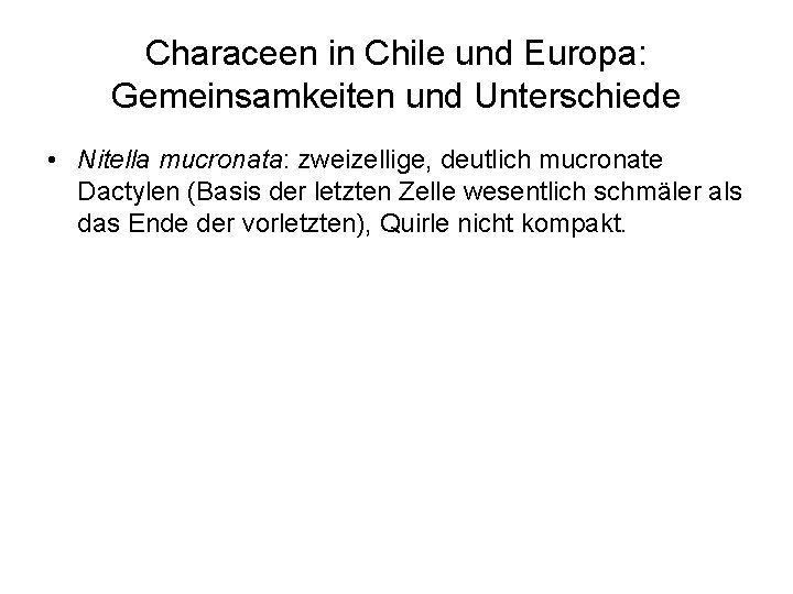 Characeen in Chile und Europa: Gemeinsamkeiten und Unterschiede • Nitella mucronata: zweizellige, deutlich mucronate