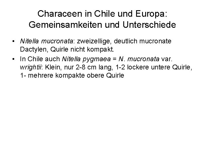 Characeen in Chile und Europa: Gemeinsamkeiten und Unterschiede • Nitella mucronata: zweizellige, deutlich mucronate