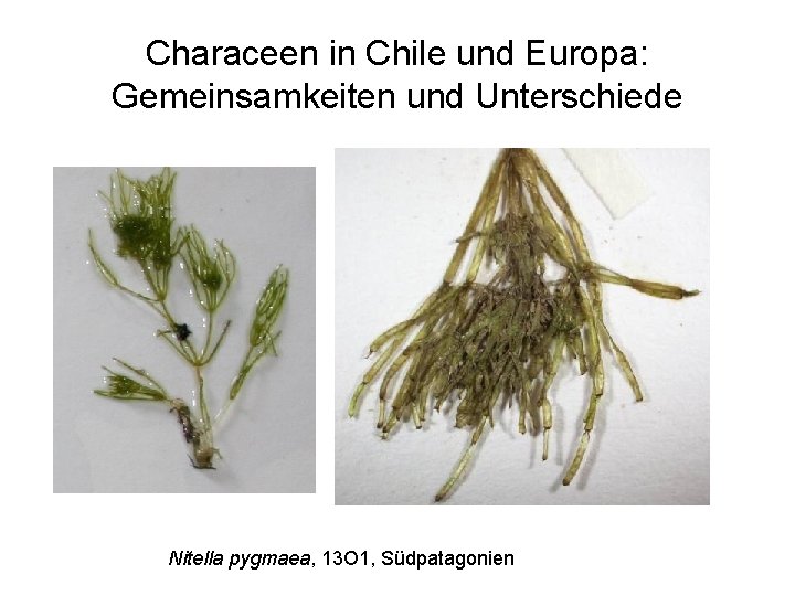 Characeen in Chile und Europa: Gemeinsamkeiten und Unterschiede Nitella pygmaea, 13 O 1, Südpatagonien