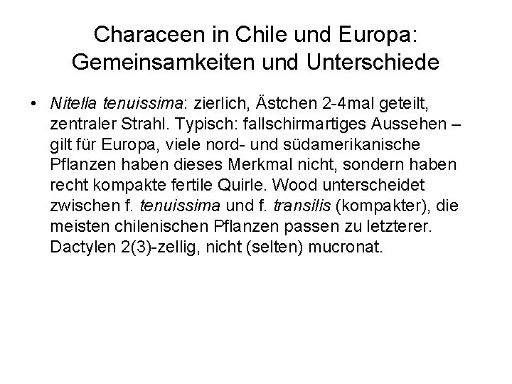 Characeen in Chile und Europa: Gemeinsamkeiten und Unterschiede • Nitella tenuissima: zierlich, Ästchen 2