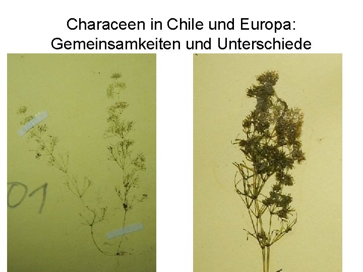 Characeen in Chile und Europa: Gemeinsamkeiten und Unterschiede 