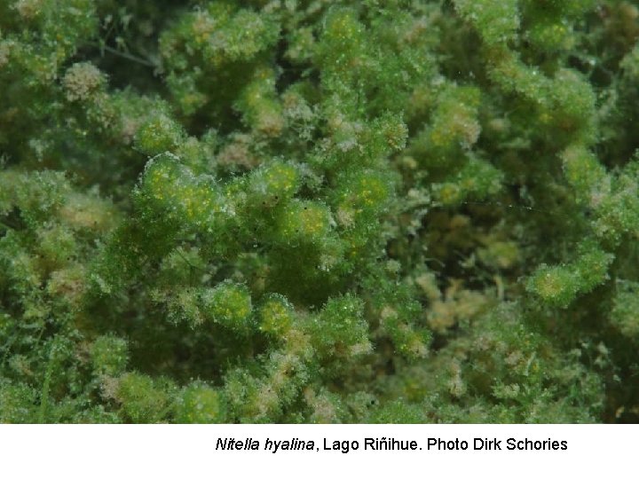 Nitella hyalina, Lago Riñihue. Photo Dirk Schories 