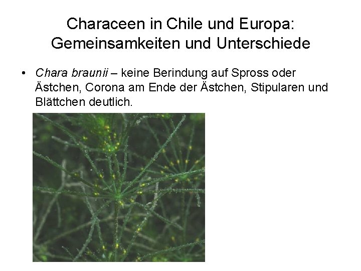 Characeen in Chile und Europa: Gemeinsamkeiten und Unterschiede • Chara braunii – keine Berindung