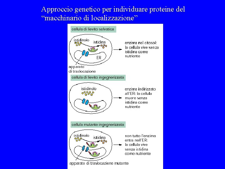 Approccio genetico per individuare proteine del “macchinario di localizzazione” 