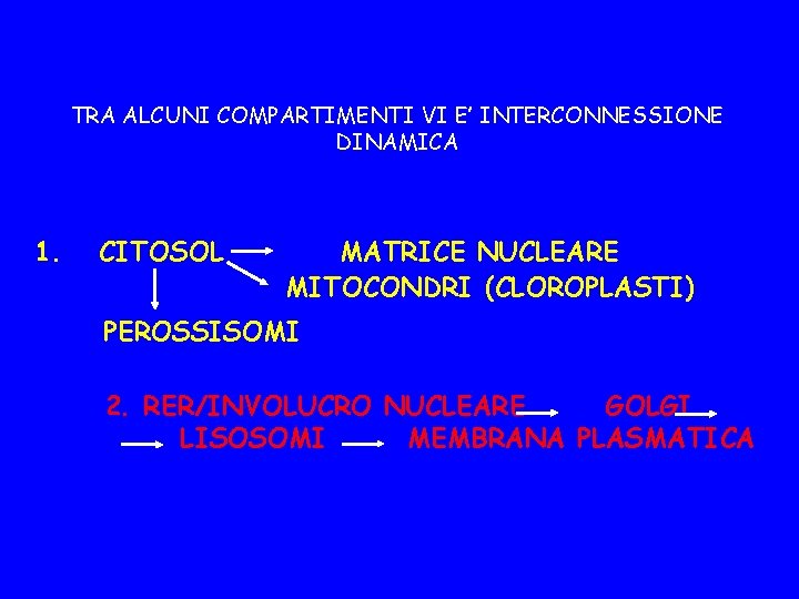 TRA ALCUNI COMPARTIMENTI VI E’ INTERCONNESSIONE DINAMICA 1. CITOSOL MATRICE NUCLEARE MITOCONDRI (CLOROPLASTI) PEROSSISOMI