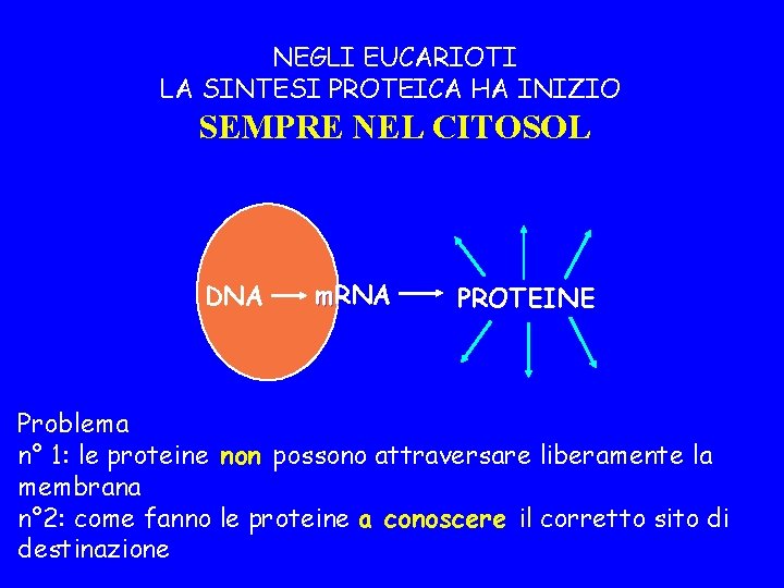 NEGLI EUCARIOTI LA SINTESI PROTEICA HA INIZIO SEMPRE NEL CITOSOL DNA m. RNA PROTEINE