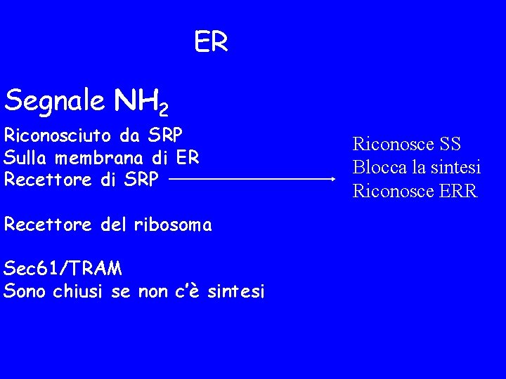 ER Segnale NH 2 Riconosciuto da SRP Sulla membrana di ER Recettore di SRP