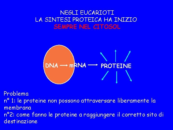 NEGLI EUCARIOTI LA SINTESI PROTEICA HA INIZIO SEMPRE NEL CITOSOL DNA m. RNA PROTEINE