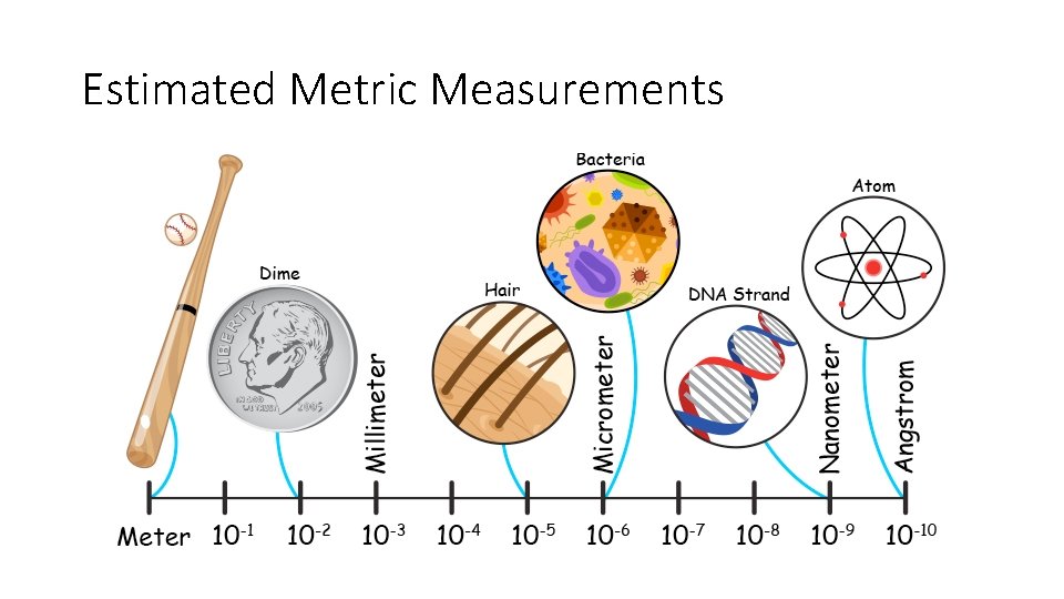 Estimated Metric Measurements Estimated Metric Measurements
