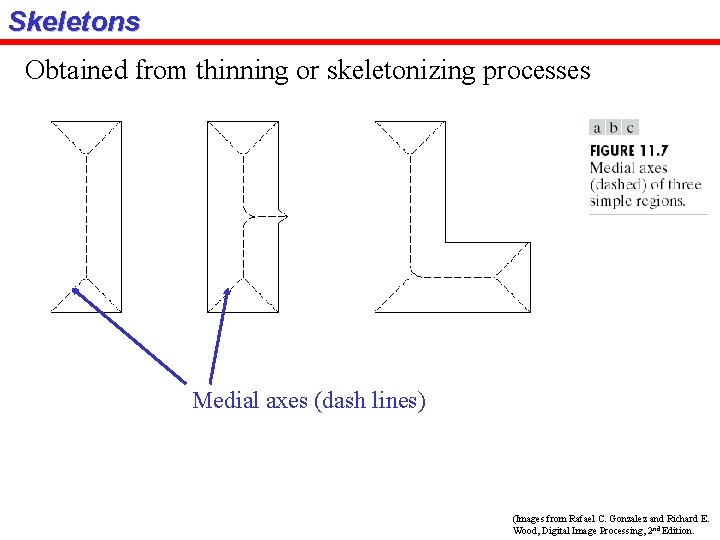 Skeletons Obtained from thinning or skeletonizing processes Medial axes (dash lines) (Images from Rafael