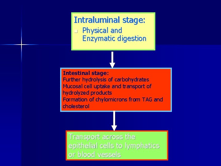 Intraluminal stage: n Physical and Enzymatic digestion Intestinal stage: Further hydrolysis of carbohydrates Mucosal