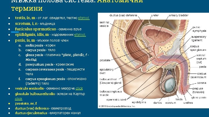 Мъжка полова система. Анатомични термини ● ● ● testis, m - от лат. свидетел,