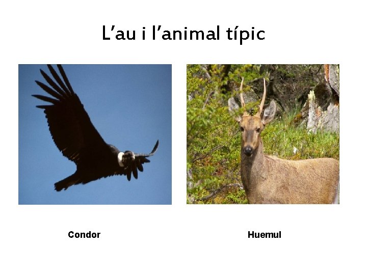 L’au i l’animal típic Condor Huemul 