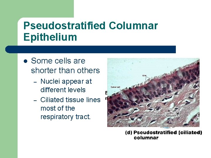 Pseudostratified Columnar Epithelium l Some cells are shorter than others – – Nuclei appear