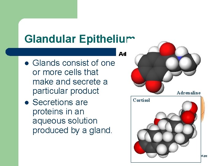 Glandular Epithelium l l Glands consist of one or more cells that make and