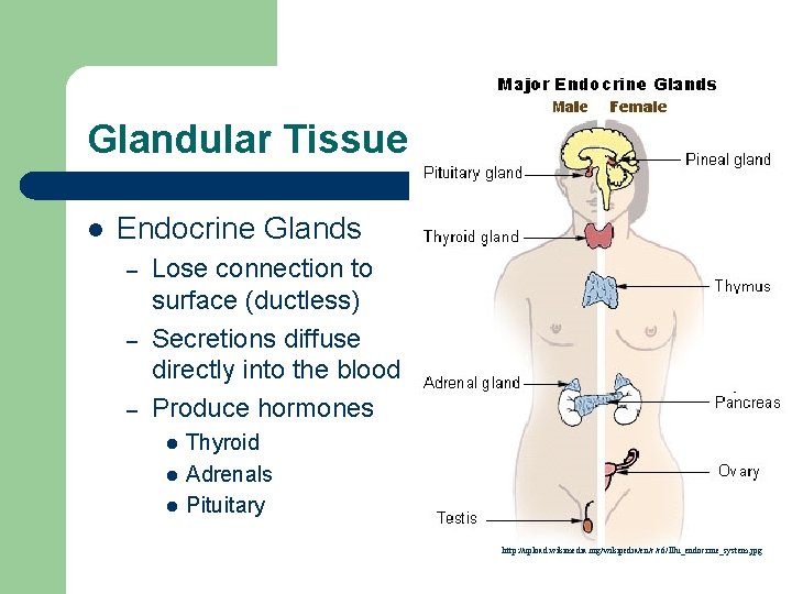 Glandular Tissue l Endocrine Glands – – – Lose connection to surface (ductless) Secretions