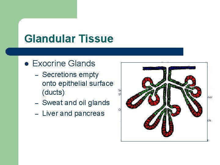 Glandular Tissue l Exocrine Glands – – – Secretions empty onto epithelial surface (ducts)