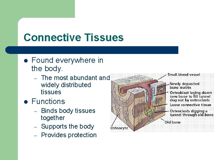 Connective Tissues l Found everywhere in the body. – l The most abundant and