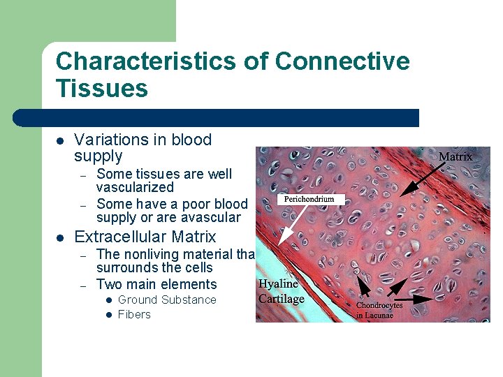 Characteristics of Connective Tissues l Variations in blood supply – – l Some tissues