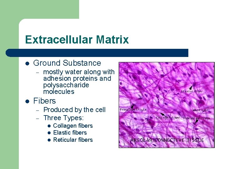 Extracellular Matrix l Ground Substance – l mostly water along with adhesion proteins and