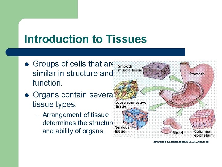 Introduction to Tissues l l Groups of cells that are similar in structure and