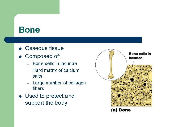 Bone l l Osseous tissue Composed of: – – – l Bone cells in