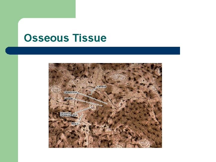 Osseous Tissue 