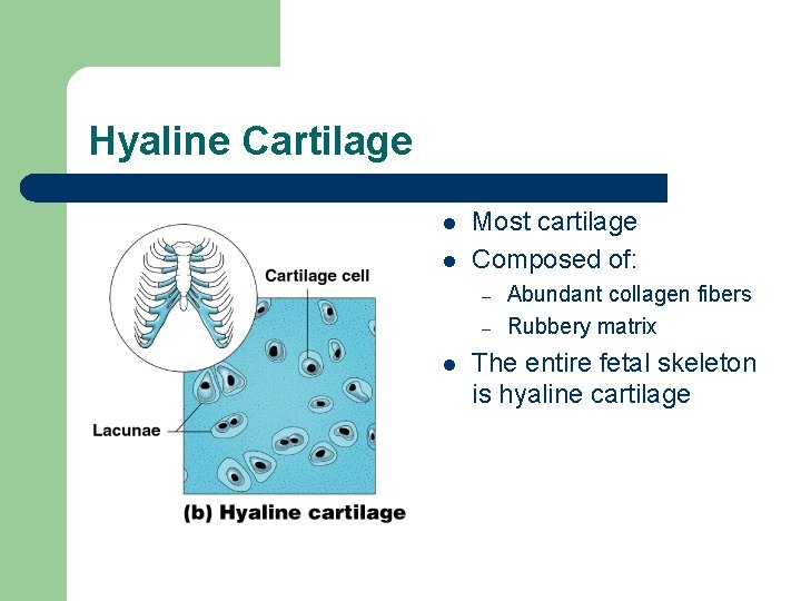 Hyaline Cartilage l l Most cartilage Composed of: – – l Abundant collagen fibers