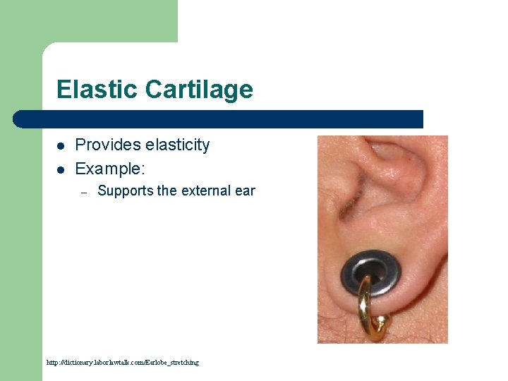 Elastic Cartilage l l Provides elasticity Example: – Supports the external ear http: //dictionary.