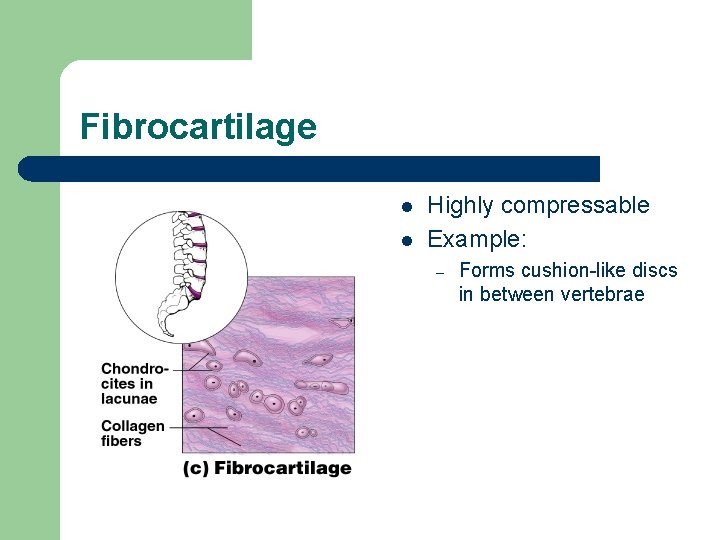 Fibrocartilage l l Highly compressable Example: – Forms cushion-like discs in between vertebrae 