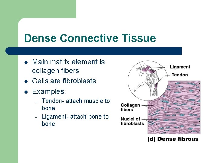 Dense Connective Tissue l l l Main matrix element is collagen fibers Cells are