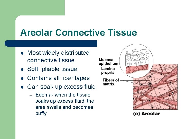 Areolar Connective Tissue l l Most widely distributed connective tissue Soft, pliable tissue Contains