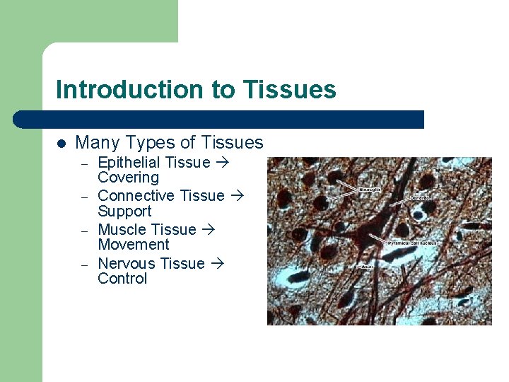 Introduction to Tissues l Many Types of Tissues – – Epithelial Tissue Covering Connective