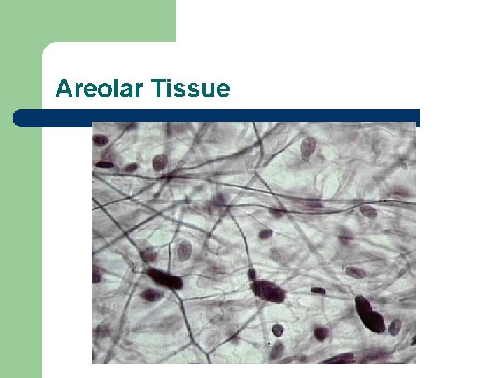 Areolar Tissue 