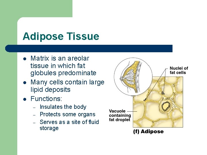 Adipose Tissue l l l Matrix is an areolar tissue in which fat globules