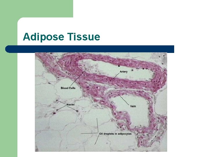 Adipose Tissue 