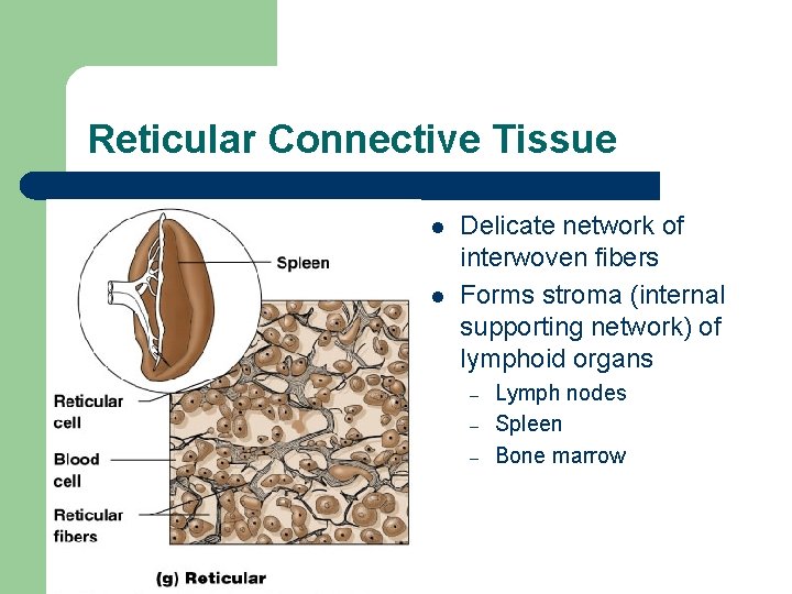 Reticular Connective Tissue l l Delicate network of interwoven fibers Forms stroma (internal supporting