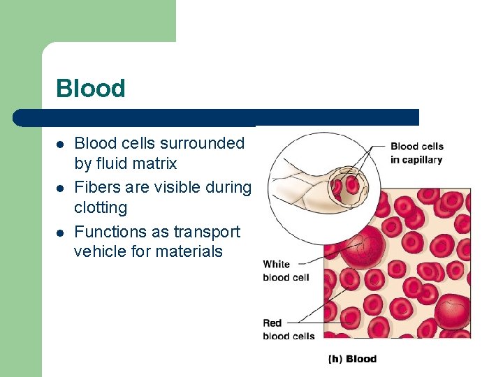 Blood l l l Blood cells surrounded by fluid matrix Fibers are visible during