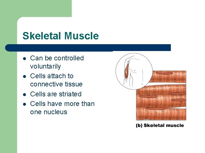 Skeletal Muscle l l Can be controlled voluntarily Cells attach to connective tissue Cells