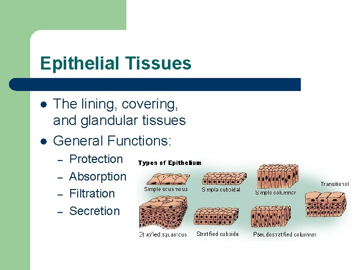 Epithelial Tissues l l The lining, covering, and glandular tissues General Functions: – –