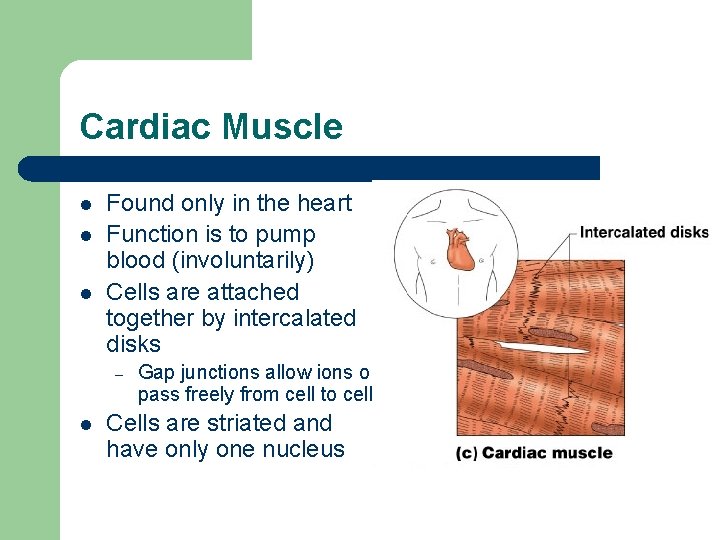 Cardiac Muscle l l l Found only in the heart Function is to pump