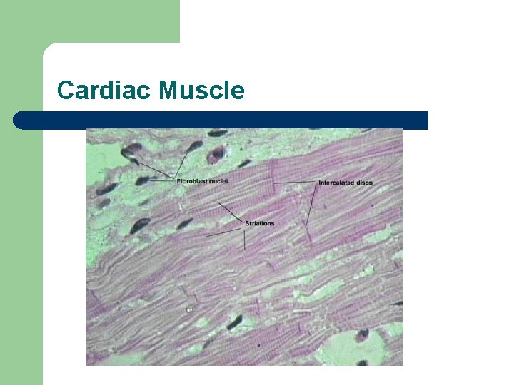 Cardiac Muscle 