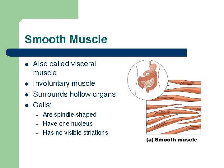 Smooth Muscle l l Also called visceral muscle Involuntary muscle Surrounds hollow organs Cells: