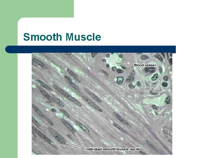 Smooth Muscle 