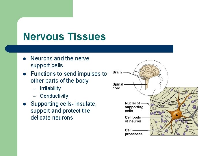 Nervous Tissues l l Neurons and the nerve support cells Functions to send impulses