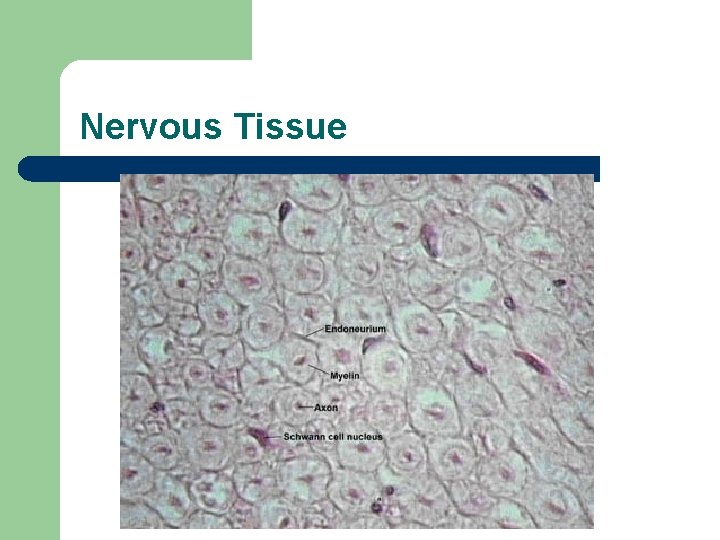 Nervous Tissue 