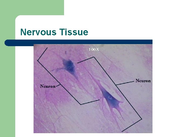 Nervous Tissue 