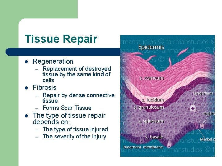 Tissue Repair l Regeneration – l Fibrosis – – l Replacement of destroyed tissue